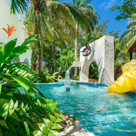Oasis Palm-2